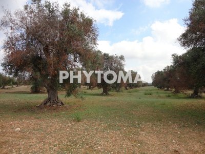 Xylella fastidiosa